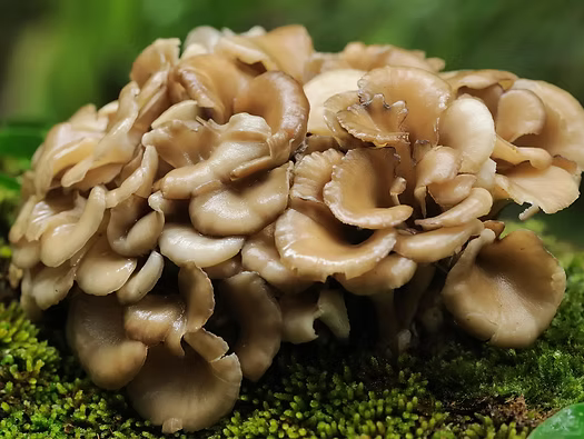 Maitake Mushrooms: A Natural Immune Booster and More