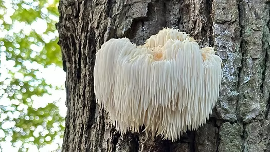 The Health Benefits of Lion's Mane Mushrooms: A Natural Brain Booster