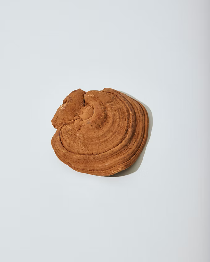 Unlocking the Power of Reishi Mushrooms: The Health Benefits You Need to Know